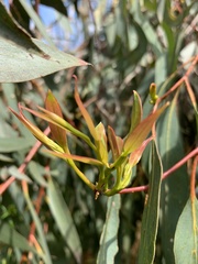 Eucalyptus pauciflora