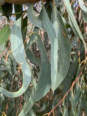 Eucalyptus pauciflora
