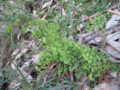 Adiantum aethiopicum