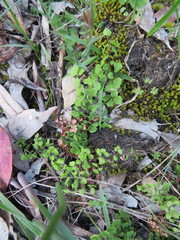 Adiantum aethiopicum