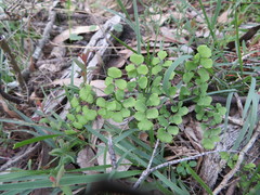 Adiantum aethiopicum