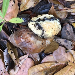 Megalobulimus valenciennesii