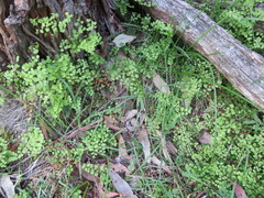 Adiantum aethiopicum