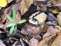Megalobulimus valenciennesii