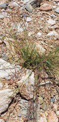 Eragrostis dielsii