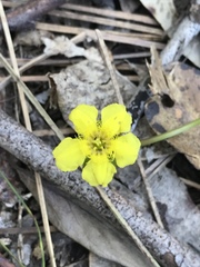 Liparophyllum exaltatum