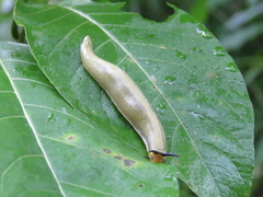 Vaginulus taunaisii