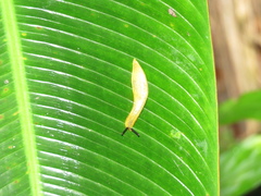 Vaginulus taunaisii