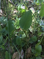 Liparophyllum exaltatum