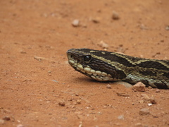 Bothrops fonsecai