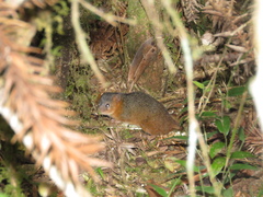 Monodelphis scalops