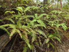 Dicranopteris linearis linearis