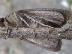Amphipyra livida