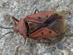Urochela quadrinotata