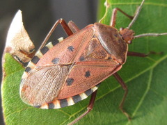 Urochela quadrinotata