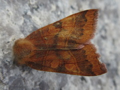 Telorta edentata