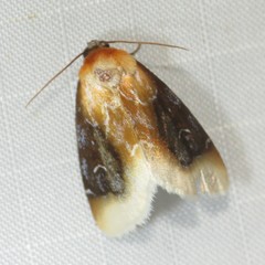 Chrysoecia scira