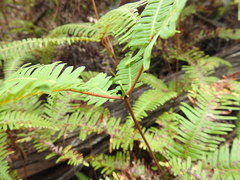 Dicranopteris linearis linearis