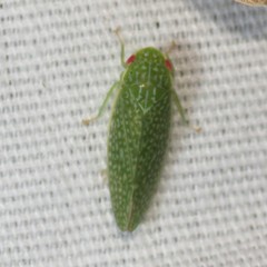 Rugosana