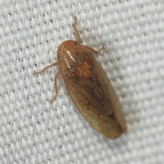 Ponana