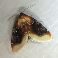 Chrysoecia scira