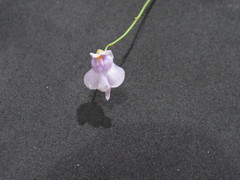 Utricularia tricolor