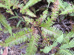 Dicranopteris linearis linearis