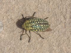 Julodis euphratica euphratica