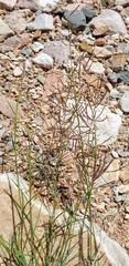 Eragrostis dielsii