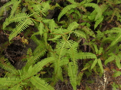 Dicranopteris linearis linearis
