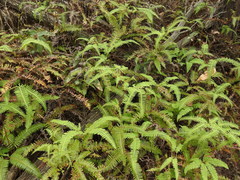 Dicranopteris linearis linearis