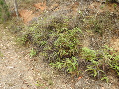 Dicranopteris linearis linearis