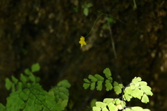 Utricularia pusilla