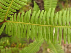 Dicranopteris linearis linearis