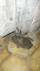 Rhinella granulosa