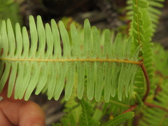 Dicranopteris linearis linearis