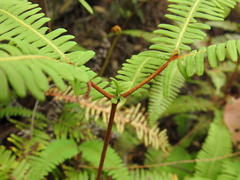 Dicranopteris linearis linearis