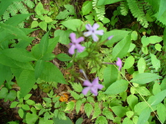 Phlox amplifolia