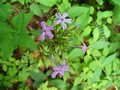 Phlox amplifolia