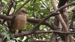 Turdus grayi