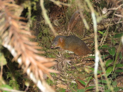 Monodelphis scalops