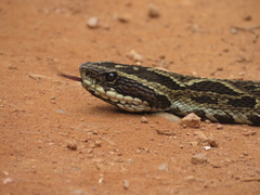 Bothrops fonsecai
