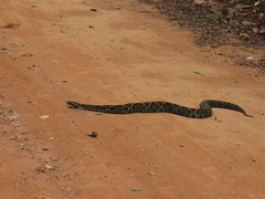 Bothrops fonsecai