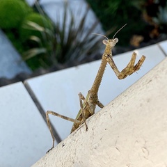 Mantidae