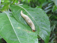 Vaginulus taunaisii