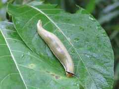 Vaginulus taunaisii