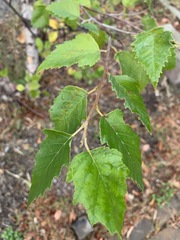 Betula nigra