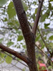Betula nigra