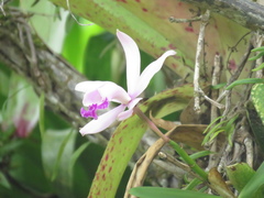 Cattleya intermedia