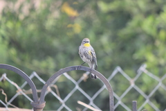 Setophaga coronata auduboni